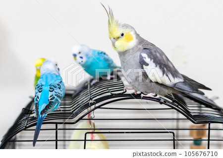 [Pet] Budgerigar and cockatiel playing on the cage 105676710