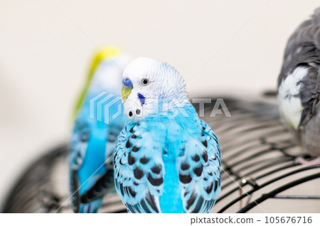 [寵物]虎皮鸚鵡回頭看 105676716