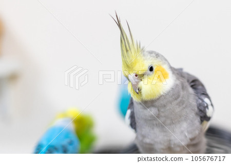 [寵物] 靠近你的玄鳳鸚鵡 105676717