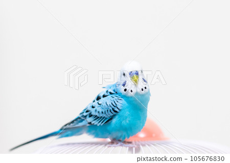 [Pet] Budgerigar watching from the top of the cage 105676830