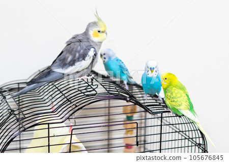 [寵物] 籠子裡的虎皮鸚鵡和玄鳳鸚鵡 105676845