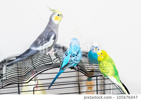 [寵物] 籠子裡的虎皮鸚鵡和玄鳳鸚鵡 105676847