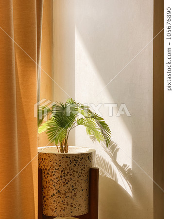 Small Kentia palm tree in stone pot Small Kentia palm tree in stone pot 105676890