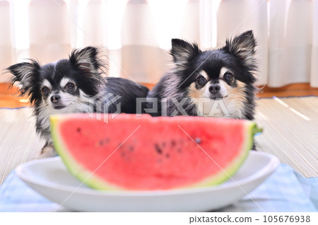 Two good friends Chihuahua and a sweet watermelon Summer 105676938