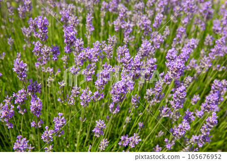 Lavender bushes closeup at sunny day. 105676952