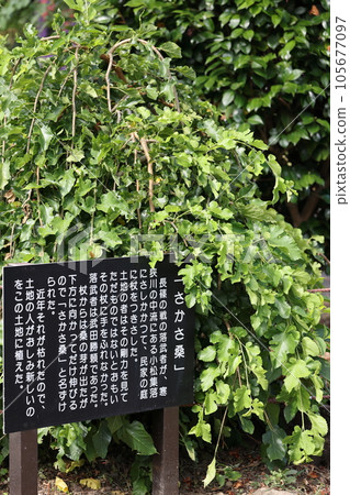 長筱城跡坂狹桑 長筱城跡坂狹桑 105677097