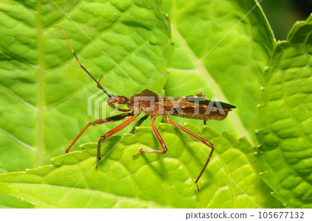 Ohtobi龜 Ohtobi龜 105677132