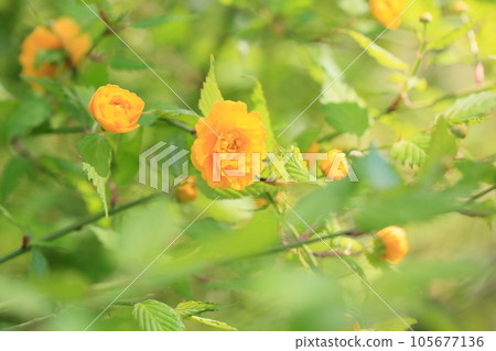 Yamaboki花 105677136