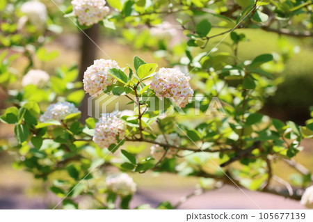 Bivernum flower aurora Bivernum flower aurora 105677139