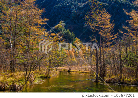【景色絕佳！上高地之秋】紅葉落葉松林和田代池 105677201