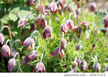 Flower of Okinagusa 105677223