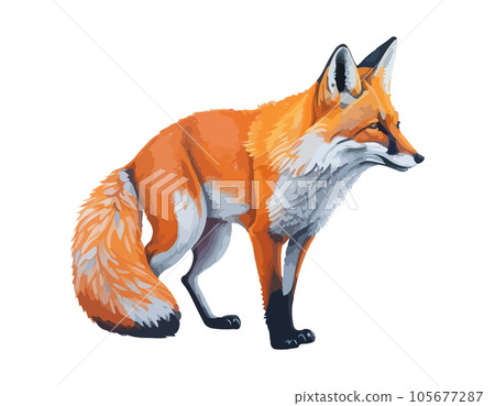 Fox vector illustrations of realistic hand drawn watercolor isolated on white background. 105677287