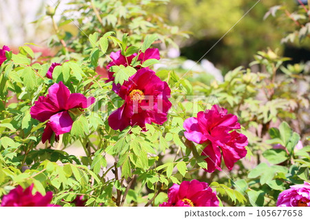 生動的鈕扣花 生動的鈕扣花 105677658