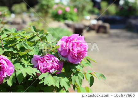 生動的鈕扣花 生動的鈕扣花 105677660