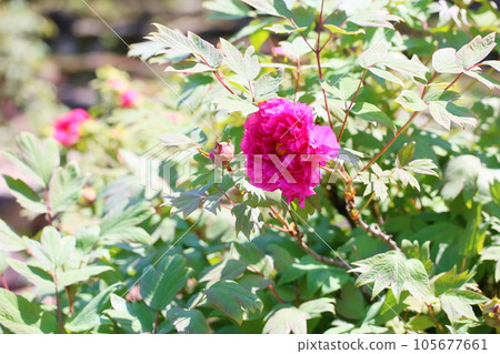 生動的鈕扣花 生動的鈕扣花 105677661