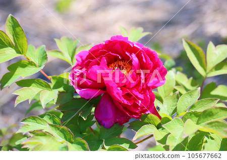 錦扣花二巧 錦扣花二巧 105677662