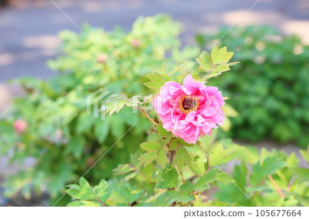 可愛的鈕扣花 可愛的鈕扣花 105677664