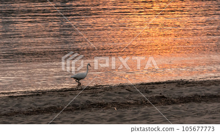 Little egret walking on the beach at sunset 105677773
