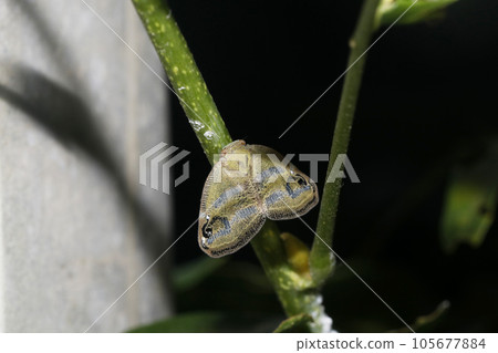 Bekko Hagoromo 105677884