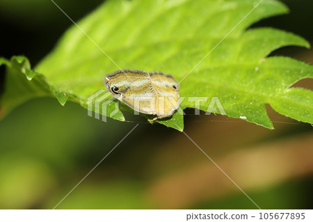 Bekko Hagoromo 105677895