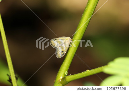 Bekko Hagoromo 105677896