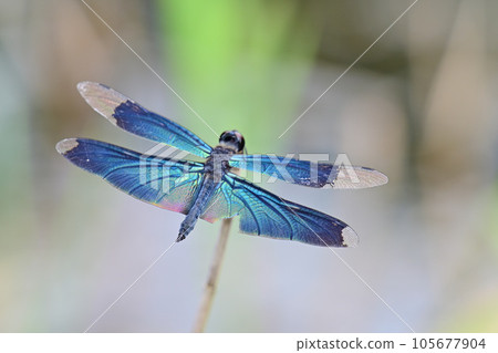 蝴蝶蜻蜓 105677904