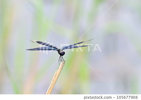 蝴蝶蜻蜓棲息在池塘的干草上 105677908