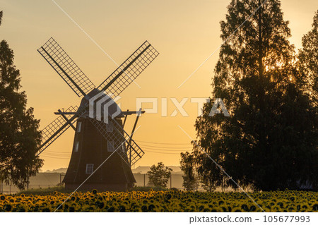 Windmills and sunflowers floating in the morning mist Windmills and sunflowers floating in the morning mist 105677993
