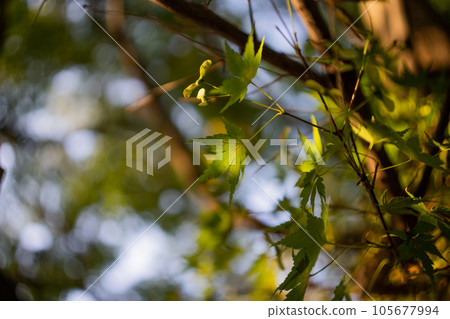 Green autumn leaves illuminated by the setting sun Green autumn leaves illuminated by the setting sun 105677994