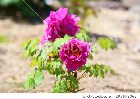 Vivid Button Flower 105678062