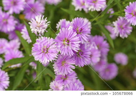 Peacock aster of double bloom Peacock aster of double bloom 105678066
