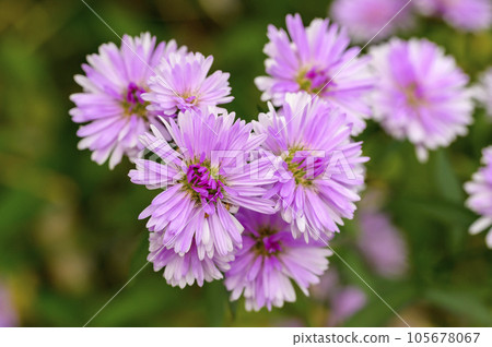 雙花孔雀翠菊 105678067