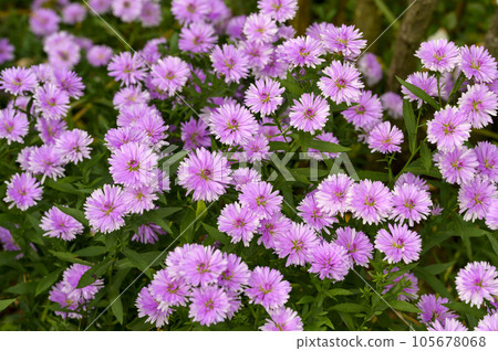 雙花孔雀翠菊 雙花孔雀翠菊 105678068