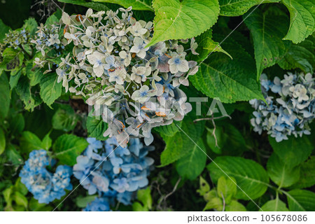 Hydrangea beginning to wither [summer] 105678086