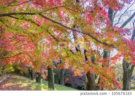 Autumn maple maple 105678183