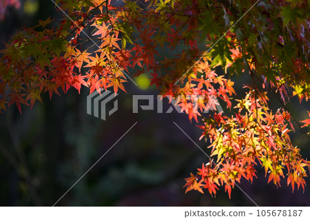 Autumn maple maple 105678187