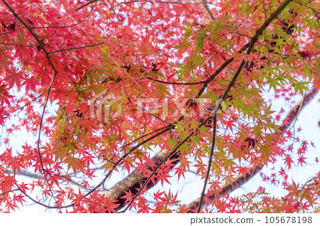 Autumn maple maple 105678198