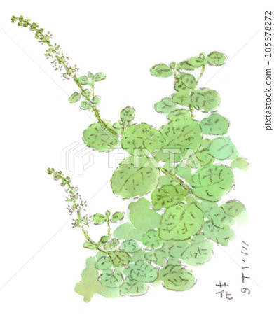雨季夏季植物，薄荷水彩插圖，綻放白色花朵，氣氛柔和 105678272