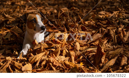 Jack Russell Terrier dog in a pile of yellow fallen leaves. Jack Russell Terrier dog in a pile of yellow fallen leaves. 105678322