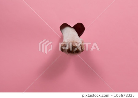 A dog's paw sticks out of a pink cardboard background. A hole in the shape of a heart. 105678323