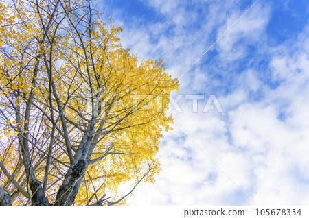 銀杏樹在燈光的襯托下 105678334