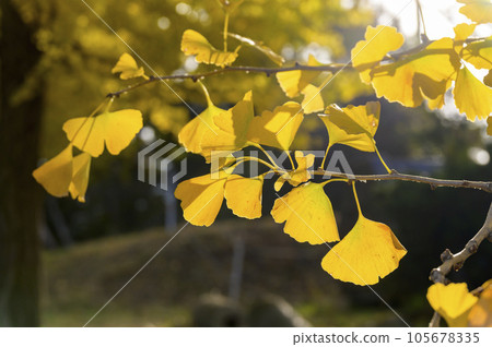 Ginkgo trees lined with light 105678335