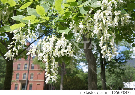 harvard university retro campus scenery harvard university retro campus scenery 105678473