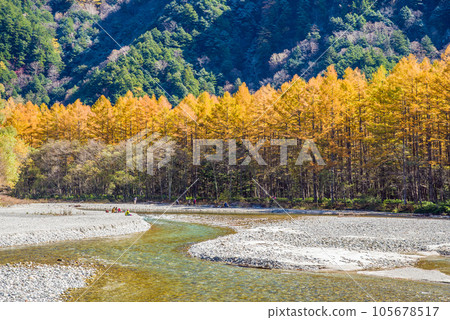 Kamikochi with a superb view! Autumn scenery [Golden pine trees and the flow of the Azusa River] 105678517