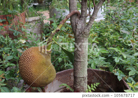 jackfruit on tree in farm jackfruit on tree in farm 105678717