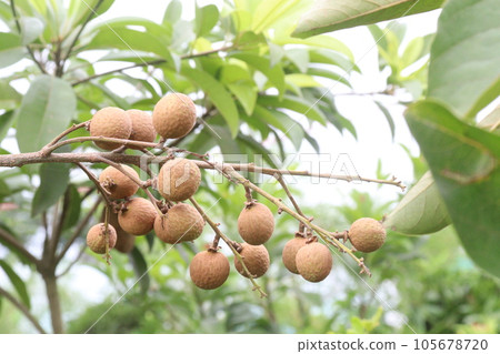 Longan fruit on tree in farm Longan fruit on tree in farm 105678720