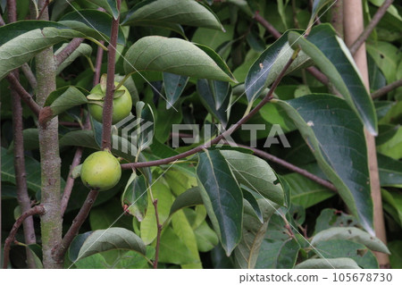 raw persimmon on tree in farm 105678730