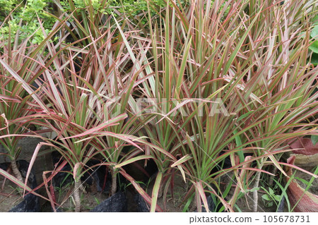 PHORMIUM leaf plant on farm 105678731
