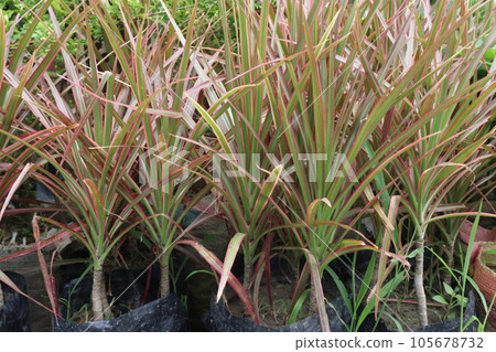 PHORMIUM leaf plant on farm 105678732