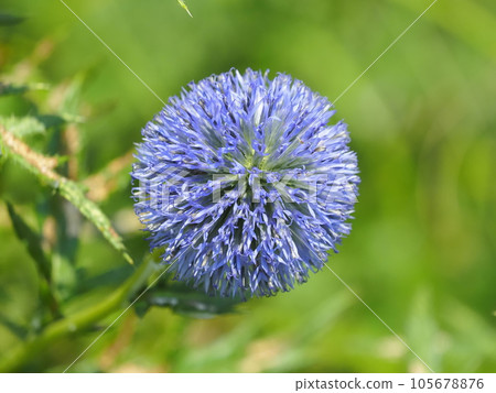 Ruritamaazami 105678876